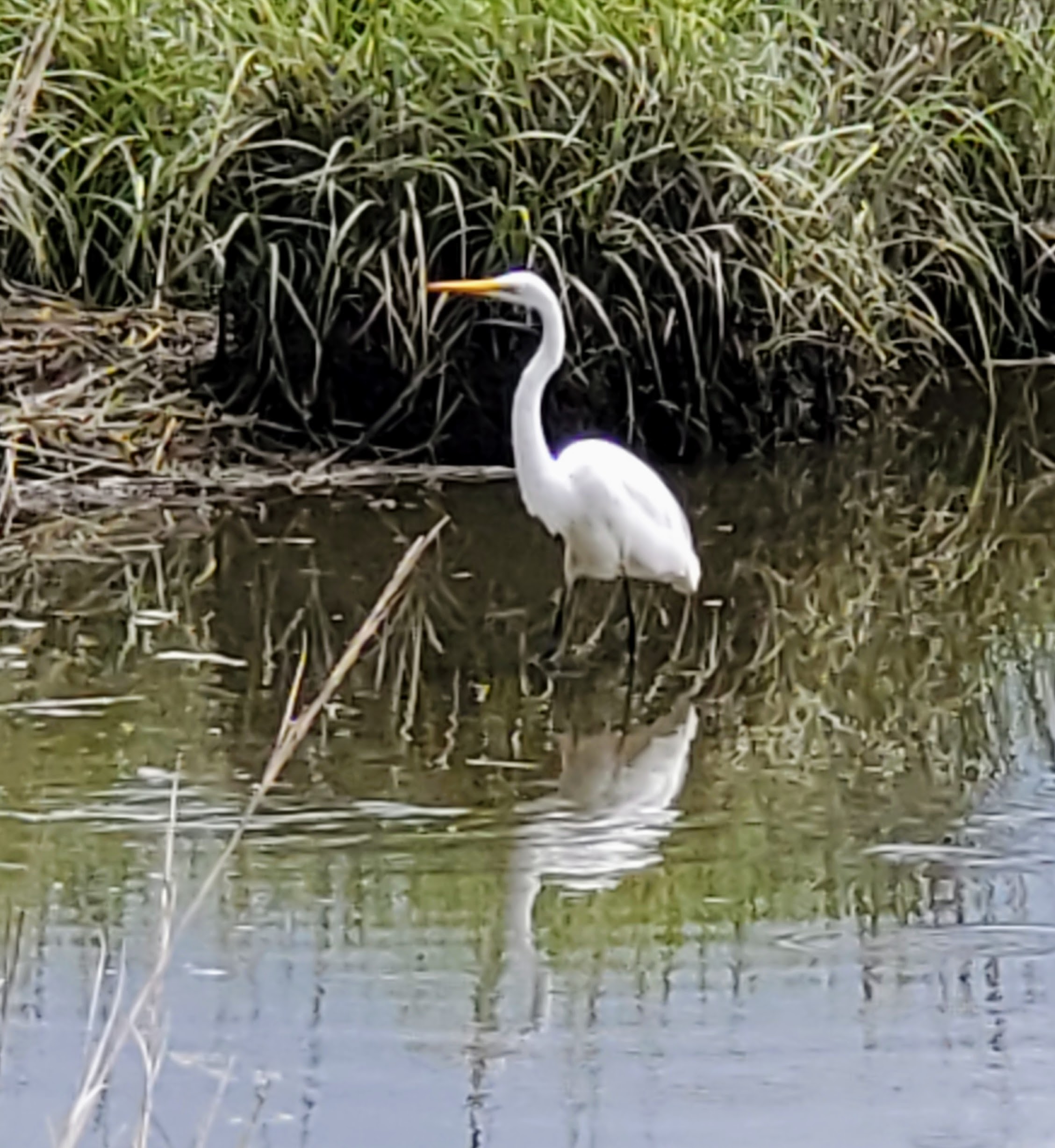 Egret