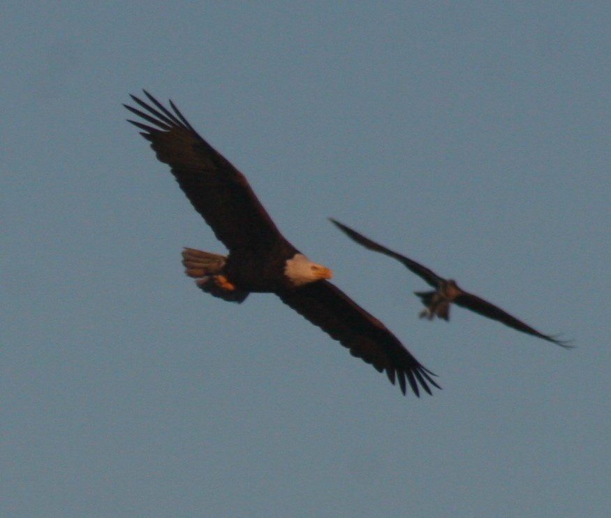 Bald eagles