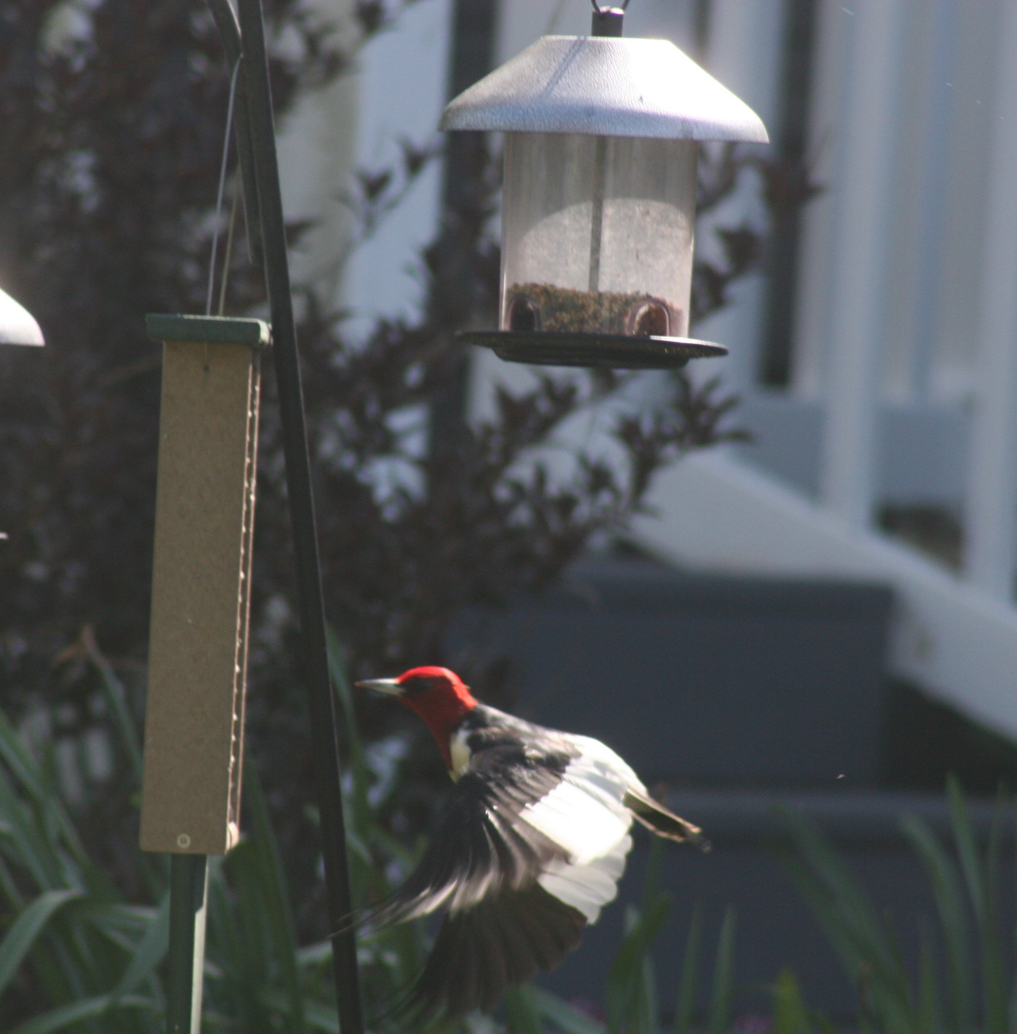 Red headed woodpecker