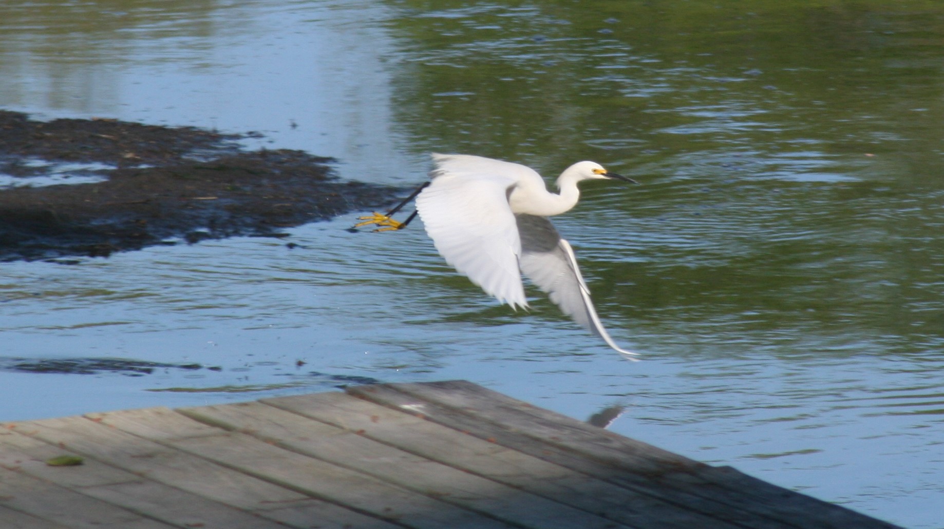 Flying egret