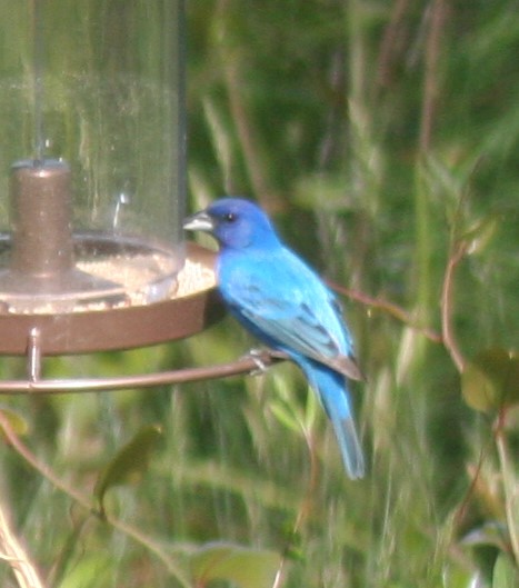 Indigo bunting