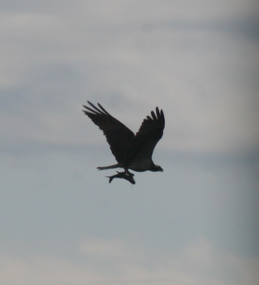 Osprey with fish