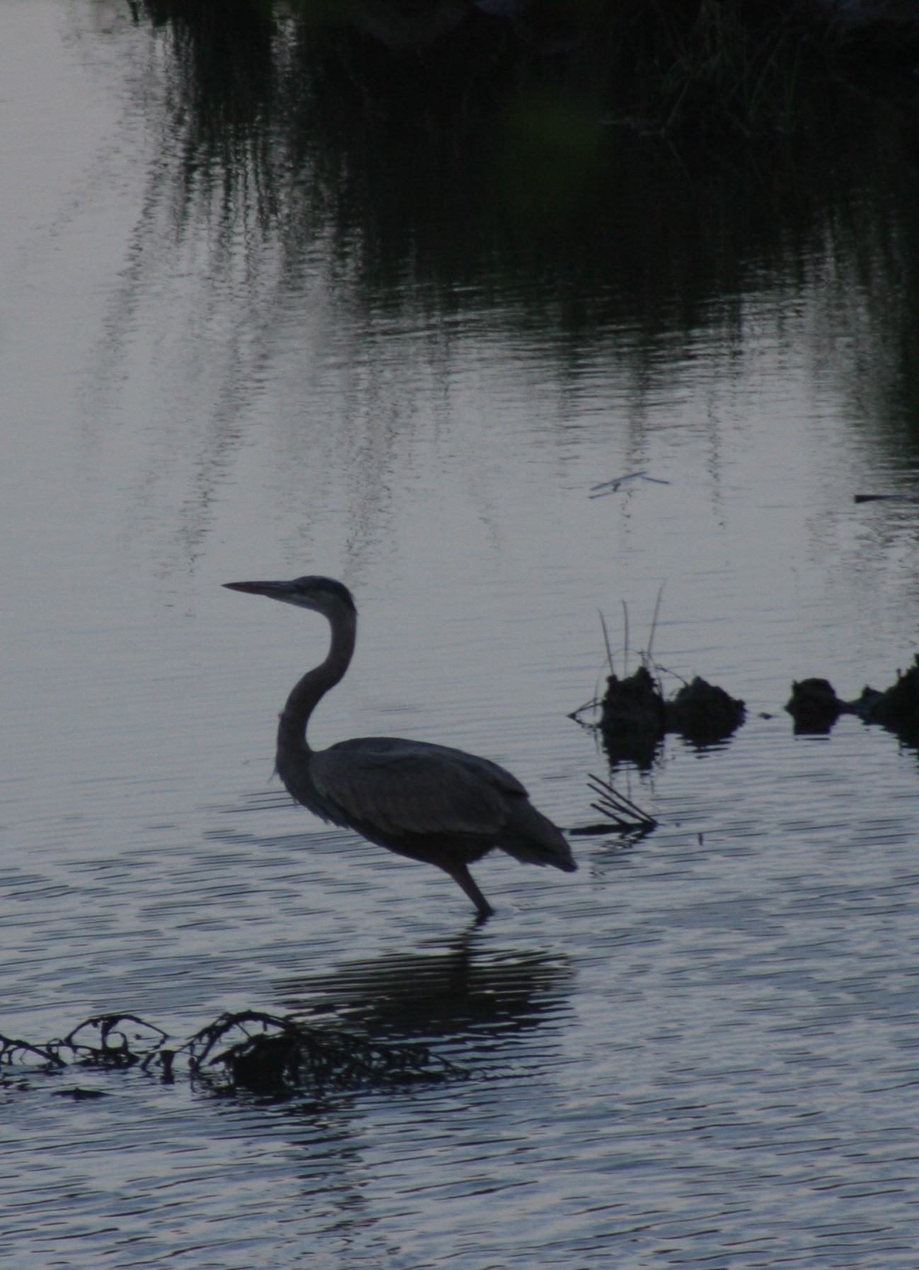 Great blue heron