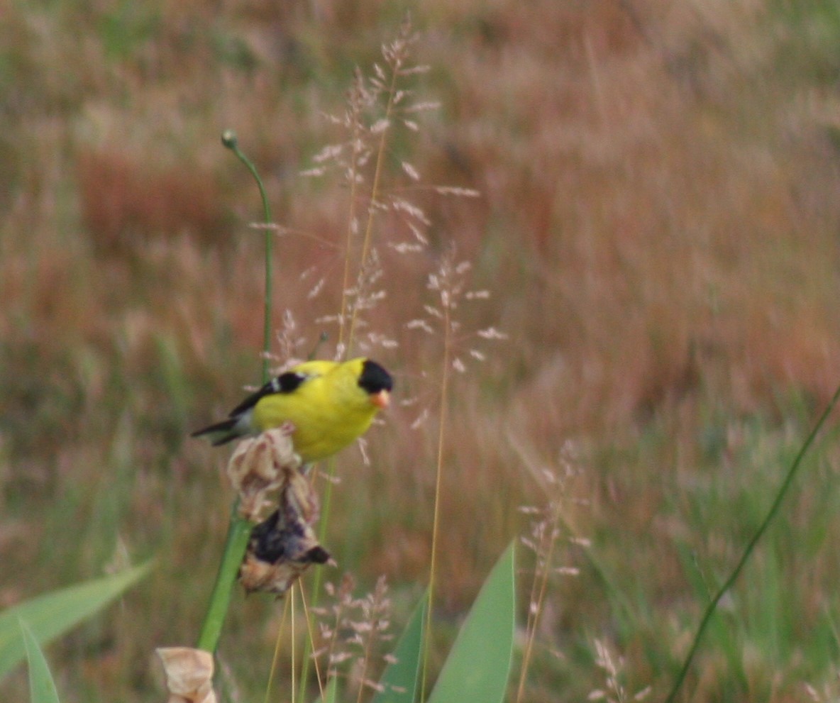 Goldfinch