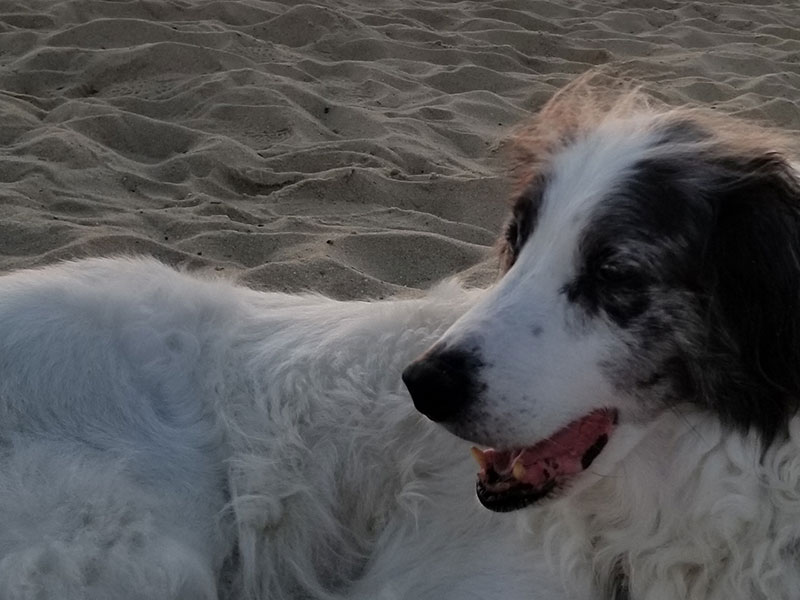 Dog on the beach