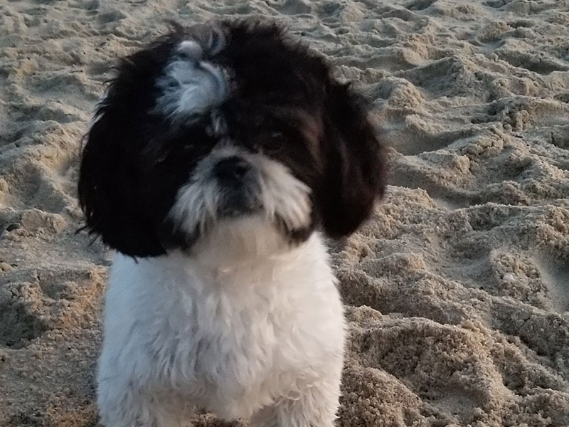 Dog on the beach