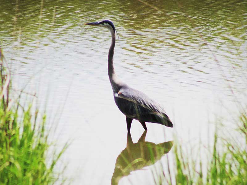 Heron